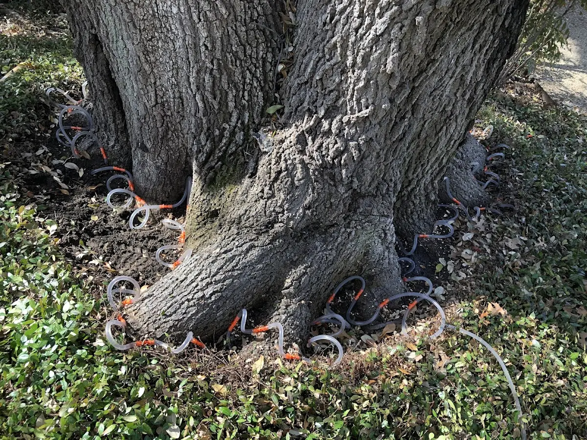 Detailed Tree Cabling and Bracing job site in Ridgewood