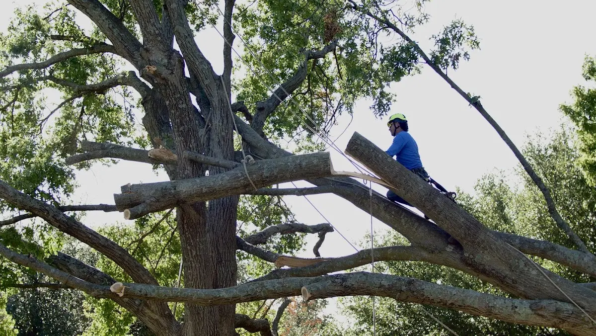 Professional Crown Thinning performed by certified arborists in Ridgewood