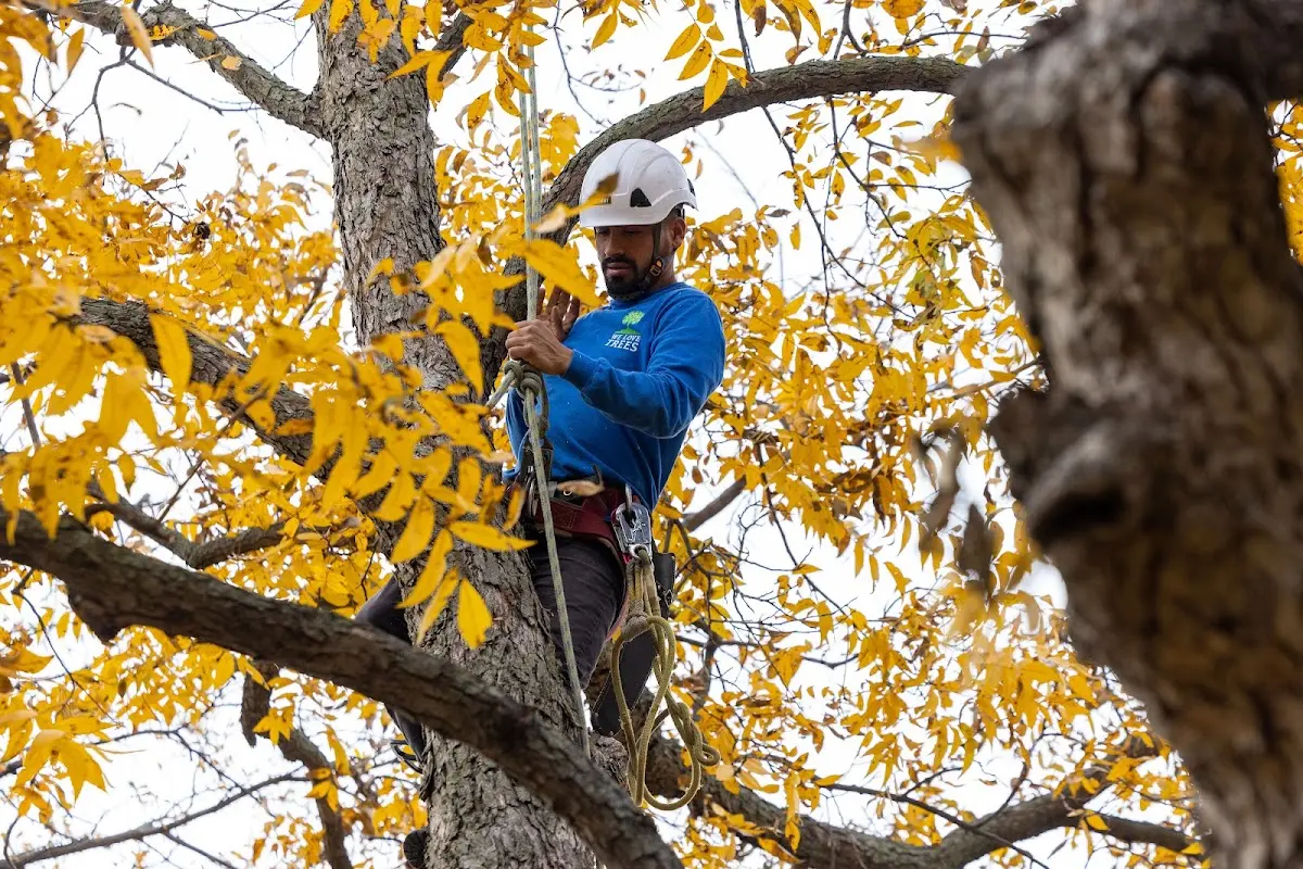 Skilled Tree Planting crew working in Ridgewood