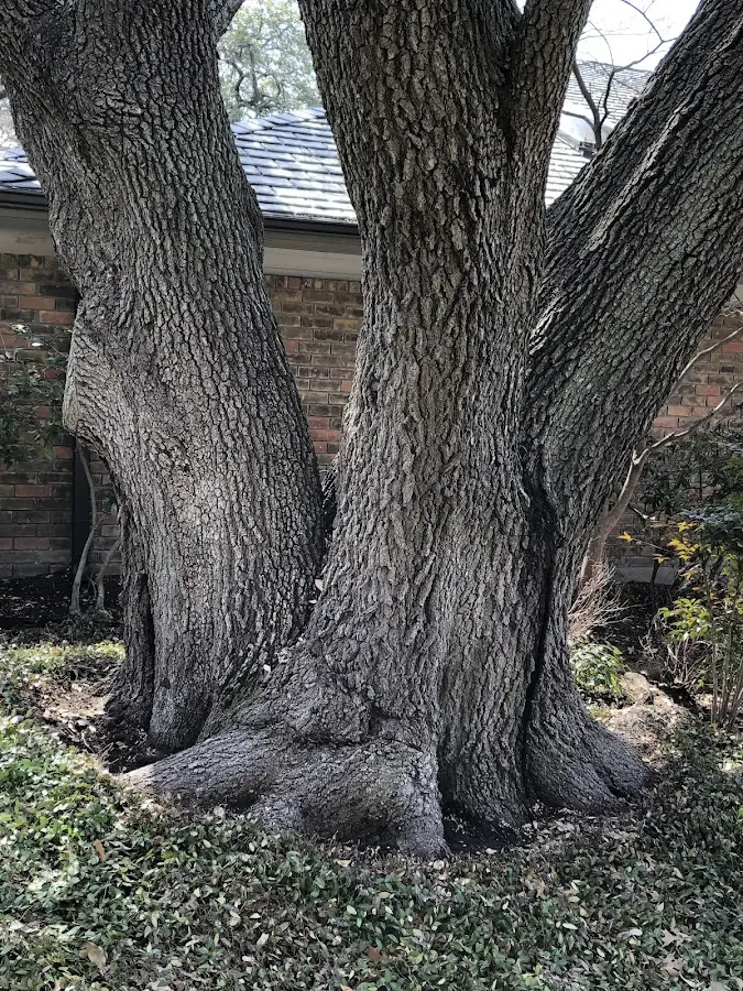 Mature heritage tree close to a Ridgewood property cared for by certified arborists