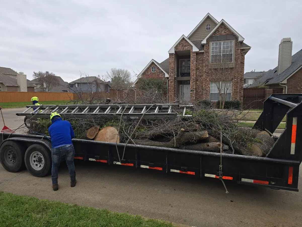 Expert Tree Pest Control with proper safety equipment in Ridgewood